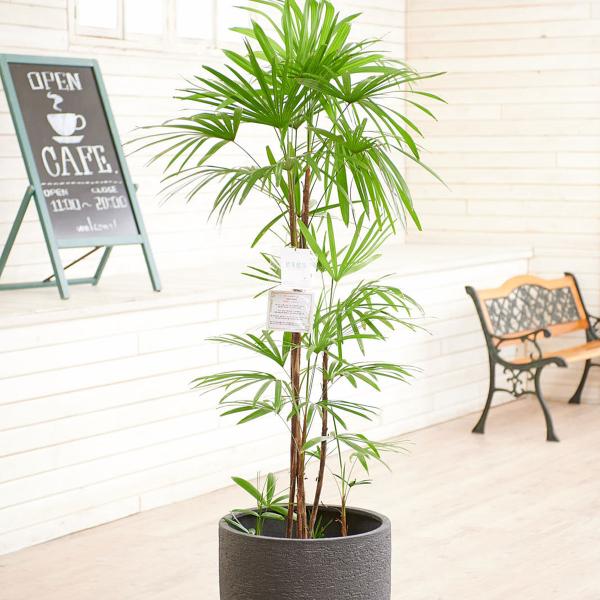 シュロチク 花 観葉植物の人気商品 通販 価格比較 価格 Com