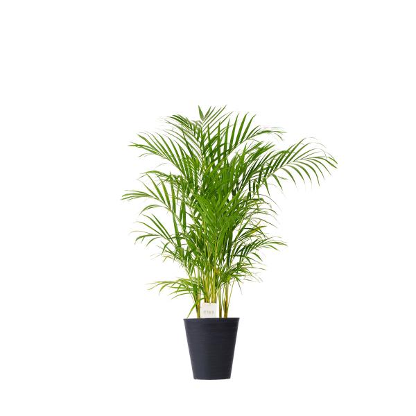 アレカヤシ 観葉植物の人気商品 通販 価格比較 価格 Com