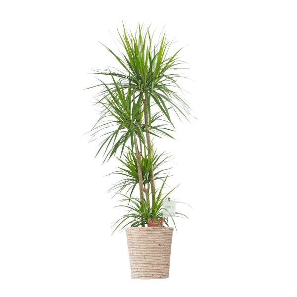 コンシンネ 花の人気商品 通販 価格比較 価格 Com