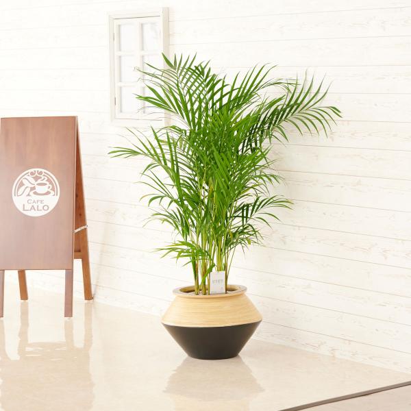 アレカヤシ 観葉植物の人気商品 通販 価格比較 価格 Com