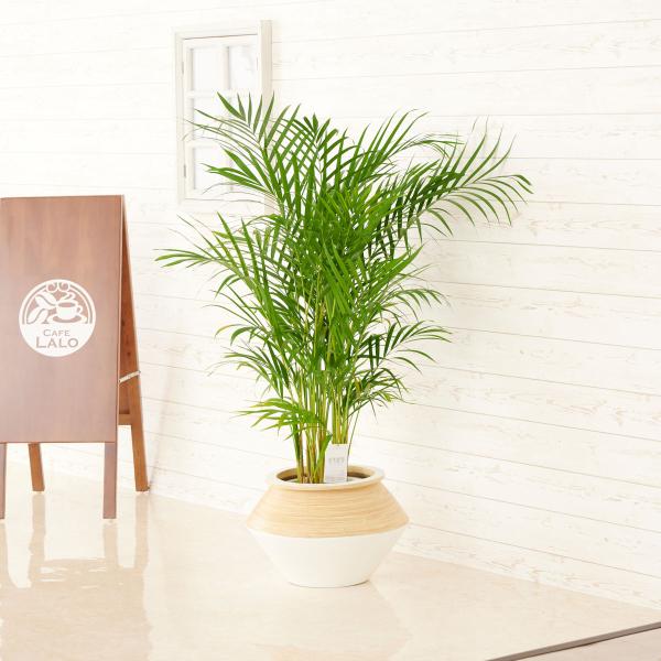 高級 鉢 観葉植物の人気商品 通販 価格比較 価格 Com