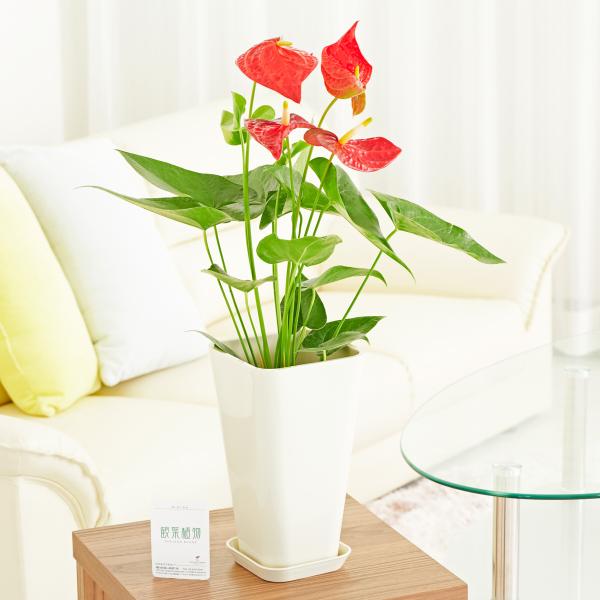 アンスリウム 白の人気商品 通販 価格比較 価格 Com