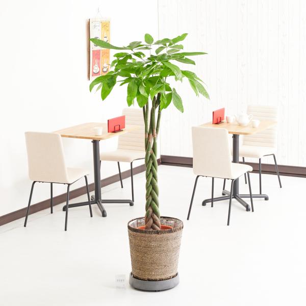 観葉植物 キャスターの人気商品 通販 価格比較 価格 Com