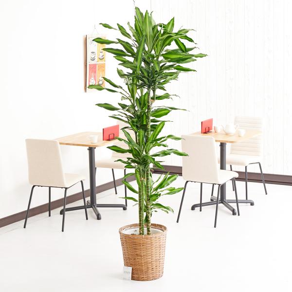 ドラセナ 幸福の木 10号 観葉植物の人気商品 通販 価格比較 価格 Com