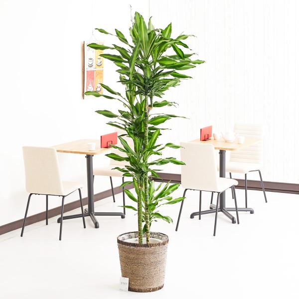 ドラセナ 幸福の木 10号 観葉植物の人気商品 通販 価格比較 価格 Com