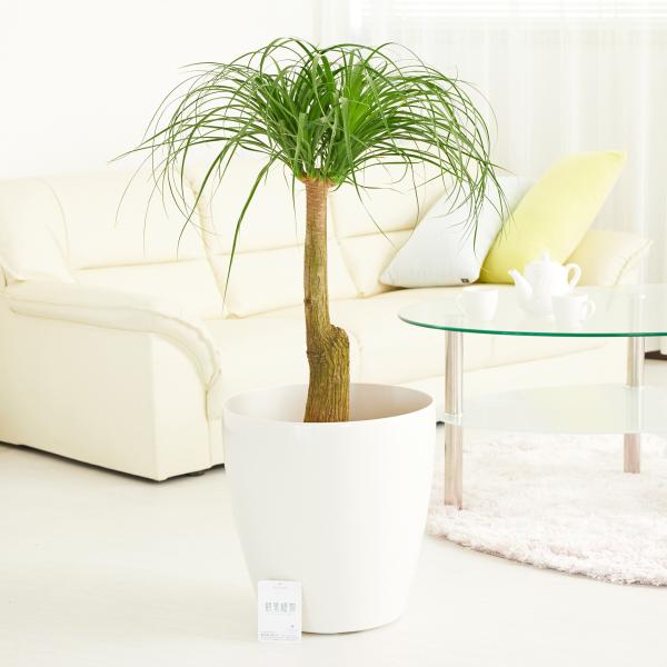 観葉植物 ポニーテール 観葉植物の人気商品 通販 価格比較 価格 Com