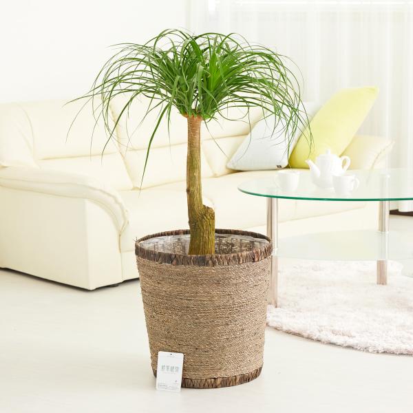 観葉植物 ポニーテール 観葉植物の人気商品 通販 価格比較 価格 Com