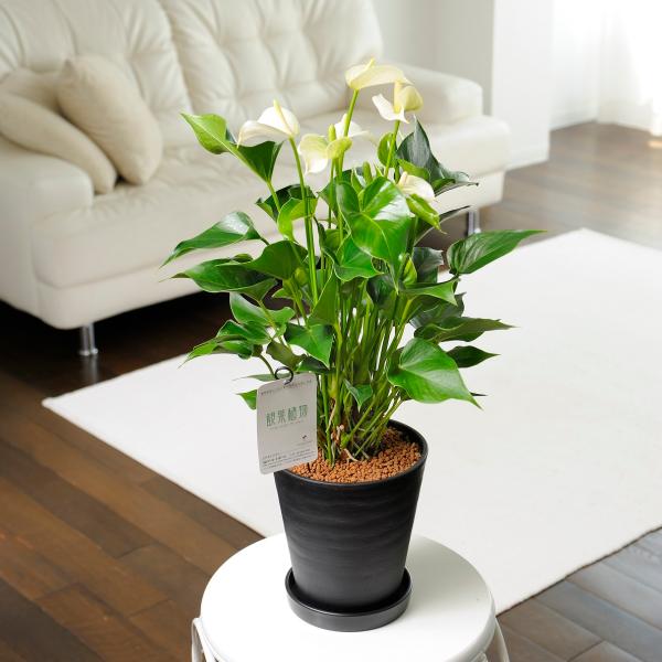 アンスリウム 白の人気商品 通販 価格比較 価格 Com