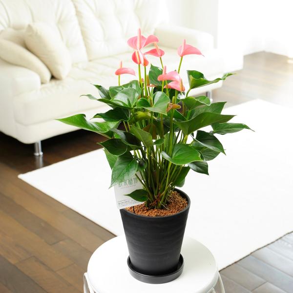 観葉植物 アンスリウム ピンクの人気商品 通販 価格比較 価格 Com