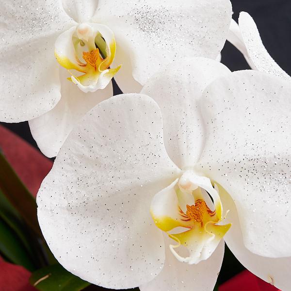 胡蝶蘭 3万円 Diy 工具の人気商品 通販 価格比較 価格 Com