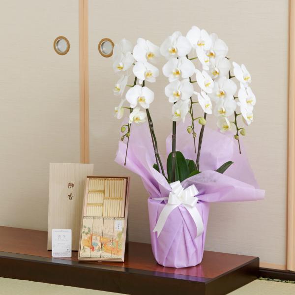 ご自宅専用　フューネラル胡蝶蘭3本立（白）　30〜33輪程度　線香(吟撰 仙年香)&蜜蝋ろうそくセット