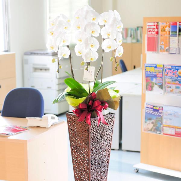 生花 胡蝶蘭 スタンド花の人気商品 通販 価格比較 価格 Com