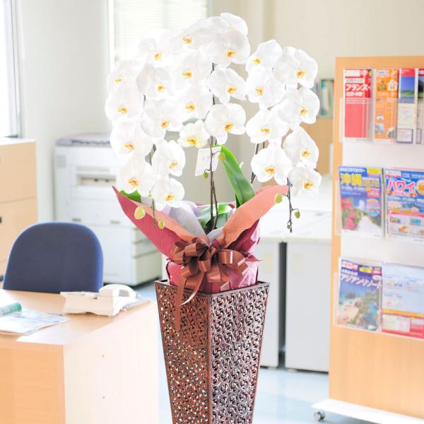 zn X^hԁ@ӒinCX^hjuL^@3~R[X