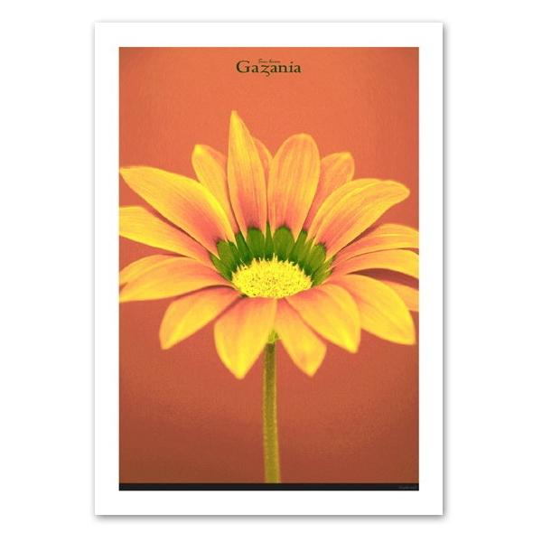 ポスター サイズ Gazania インテリア フォト 花 植物 おしゃれポスター Interior Art Poster Buyee Buyee Japanischer Proxy Service Kaufen Sie Aus Japan