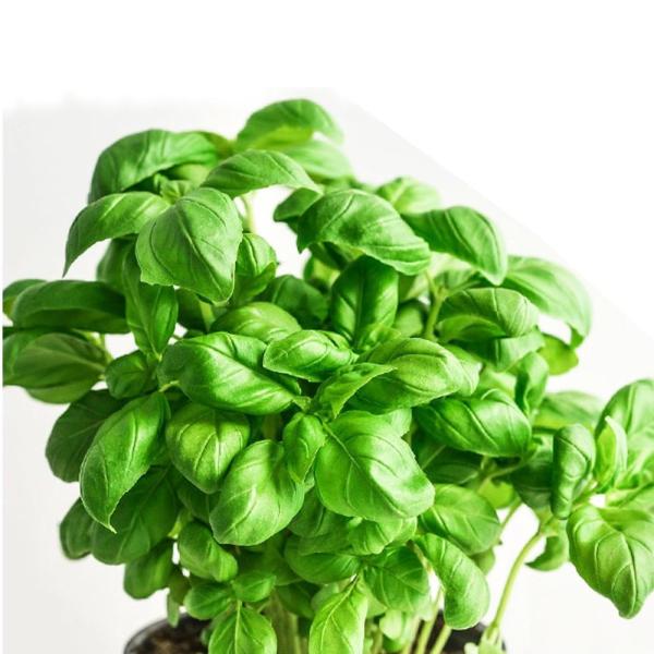 ■この商品は【貴方だけの予約栽培】スイートバジル　です。　・ご注文をいただいてから種をまき、2か月後に収穫します。　・お客様専用の野菜として大切に育てます。　・収穫した翌日に弊社から発送しますので、新鮮そのものです。■「スイートバジル」は、...