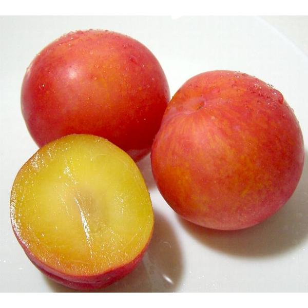 すもも プラムの人気商品 通販 価格比較 価格 Com