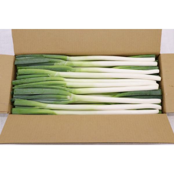 朝・市場に出荷された新鮮な野菜・果物 をその日の夕方に発送致します！（水・日を除く） 料理などに使うことも多く、特に冬の時期は旬なため食べる機会が多くなると言われる長ネギです。※画像は商品と異なる場合がございます。※産地が変更になる可能性が...