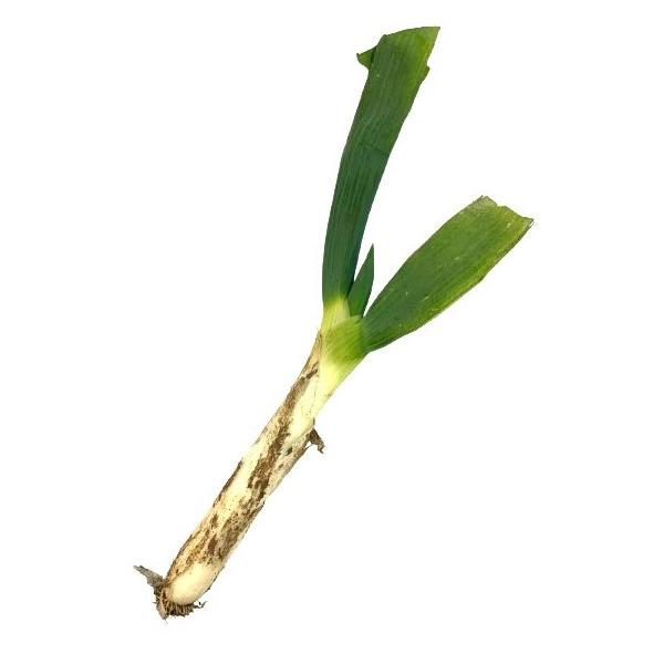 朝・市場に出荷された新鮮な野菜・果物 をその日の夕方に発送致します！（水・日を除く）群馬県の甘楽郡下仁田町を中心に栽培されている独特のとろみと風味が特徴のネギです。熱を通すと甘みが増すので、是非これからの時期におすすめの商品です。※画像は商...