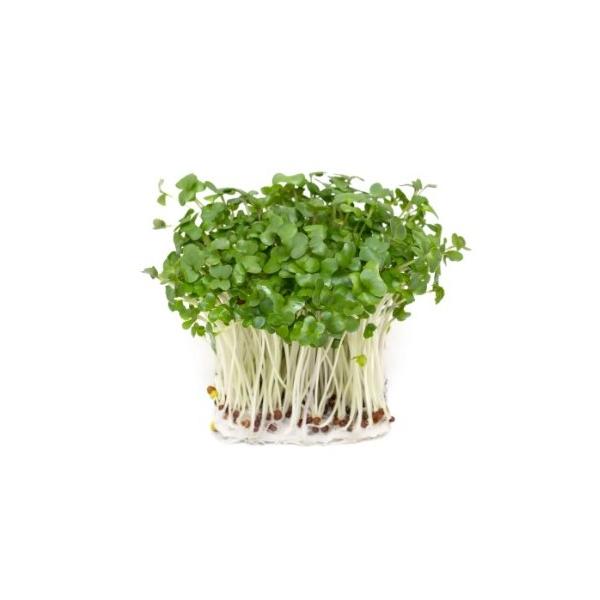 朝・市場に出荷された新鮮な野菜・果物 をその日の夕方に発送致します！（水・日を除く） マスタードスプラウトはからし菜の新芽です。ピリッと辛味があり、からしの代用にもなるマスタードスプラウトです。見栄えもよくなるのでサンドイッチなどにおすすめ...