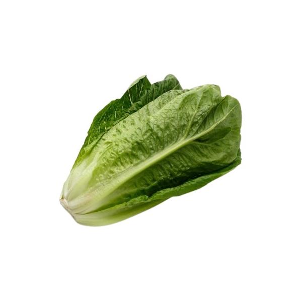 朝・市場に出荷された新鮮な野菜・果物 をその日の夕方に発送致します！（水・日を除く） 　　ロメインレタスとはサラダなどで使われる葉物野菜です。外葉の色が濃く少し苦味がありますが内葉は甘くシャキシャキっとしてます。レタスに似ていますが、ロメイ...