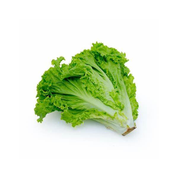 朝・市場に出荷された新鮮な野菜・果物 をその日の夕方に発送致します！（水・日を除く） クセがなく食べやすい、カールした葉が特徴のレタスです。一般的なレタスと違い、葉が広く一枚一枚がはがれやすく調理しやすいため、サラダの他、肉などを巻いて食べ...