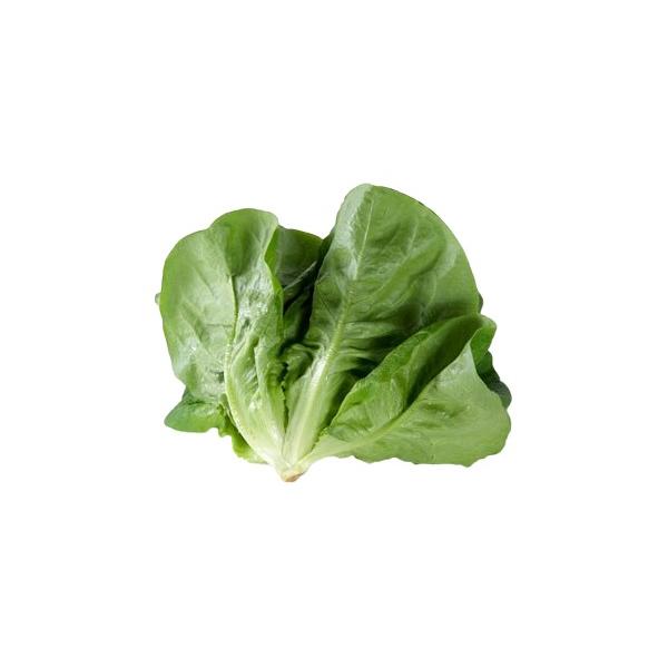 朝・市場に出荷された新鮮な野菜・果物 をその日の夕方に発送致します！（水・日を除く） 　　サラダ菜とはレタスの一種ですが、見た目の違いからサラダ菜と呼ばれていますが、その違いは明確で、レタスは淡色野菜で、サラダ菜は緑黄色野菜に分類されます。...