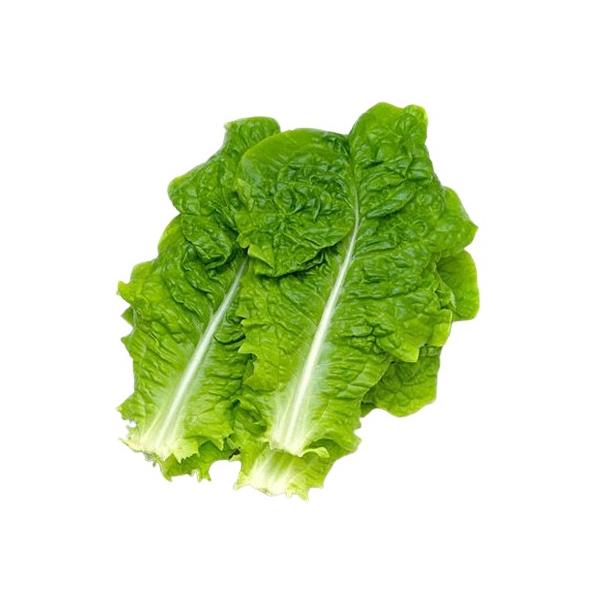 朝・市場に出荷された新鮮な野菜・果物 をその日の夕方に発送致します！（水・日を除く） 　　サンチュとは焼き肉などでお肉を巻くレタスの一種ですが、サラダ・炒め物・スープなどにしても美味しい。　　※画像は商品と異なる場合がございます。※産地が変...