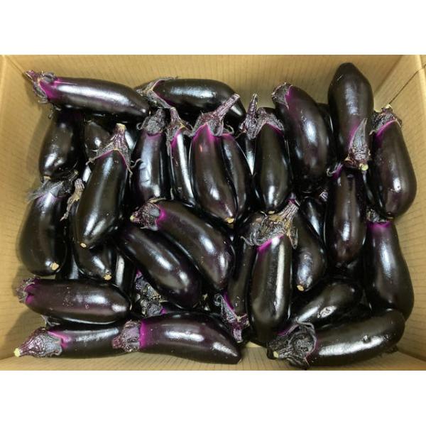 朝・市場に出荷された新鮮な野菜・果物 をその日の夕方に発送致します！（水・日を除く） ナスは夏、秋を代表する野菜です。ナスは和風の料理にも洋風の料理にも、中華にも使える万能食材です。定番の煮びたしや味噌炒め、麻婆ナス、パスタなど簡単においし...