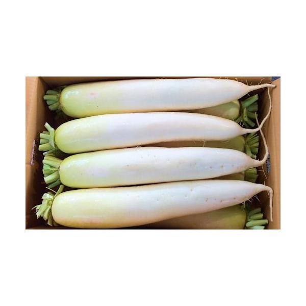 朝・市場に出荷された新鮮な野菜・果物 をその日の夕方に発送致します！（水・日を除く） 大根は、日本人にとって昔から馴染み深い野菜です。生でも加熱しても、漬け物にしてもおいしく、さまざまな料理に利用することができます。※画像は商品と異なる場合...