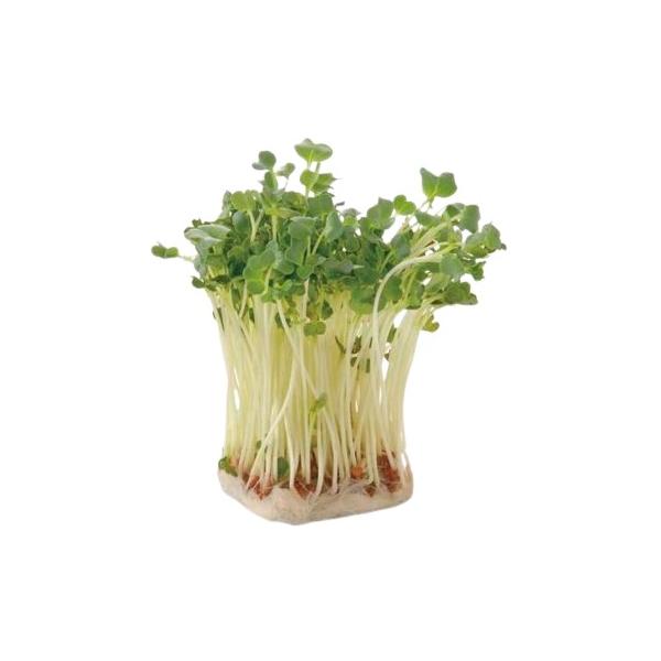 朝・市場に出荷された新鮮な野菜・果物 をその日の夕方に発送致します！（水・日を除く） 　　かいわれ大根は大根の種を蒔いて発芽した芽の部分を食べるいわゆるスプラウト野菜です。淡色野菜の大根にはない栄養価たくさんふくまれています。特に「ビタミン...