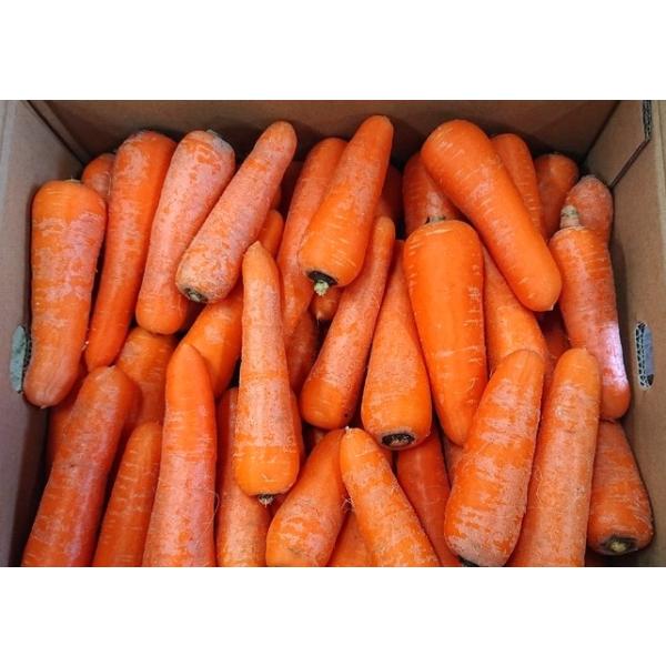 朝・市場に出荷された新鮮な野菜・果物 をその日の夕方に発送致します！（水・日を除く） カレーや煮物など日本の家庭料理にもお馴染みの野菜、にんじん。綺麗なオレンジ色は彩りにも重宝しますし、食黄色野菜の王様とも呼ばれるほどβ-カロテンを豊富に含...