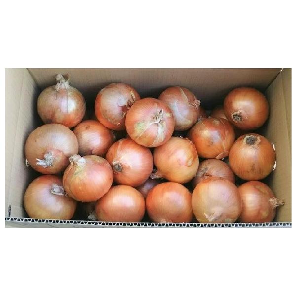 朝・市場に出荷された新鮮な野菜・果物 をその日の夕方に発送致します！（水・日を除く） 淡路島産玉ねぎは他の玉ねぎと比べて甘くて柔らかいのが特徴です。※画像は商品と異なる場合がございます。※産地が変更になる可能性があります。　