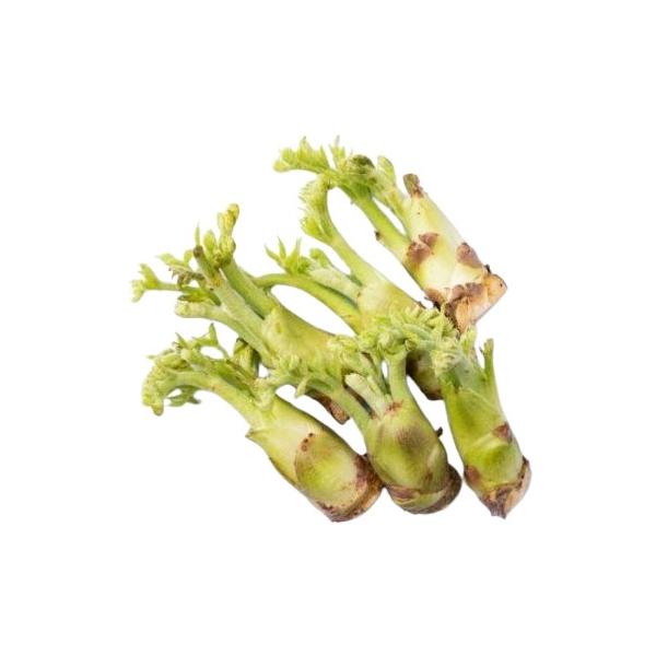 朝・市場に出荷された新鮮な野菜・果物 をその日の夕方に発送致します！（水・日を除く） 　　春になって生えてくる新芽はタラの芽と呼ばれ、収穫して食べられます。タラの芽は「山菜の王様」とも呼ばれ、少し苦味のある独特の味わいがします。　※画像は商...