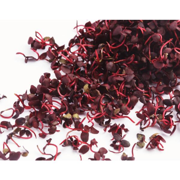 朝・市場に出荷された新鮮な野菜・果物 をその日の夕方に発送致します！（水・日を除く） 刺身のツマとして使われている「紅タデ」です。辛みが強く殺菌・抗菌作用に優れているので刺身が傷んだり、食べる際の食あたりをふせぐことができます。最近では鮎や...