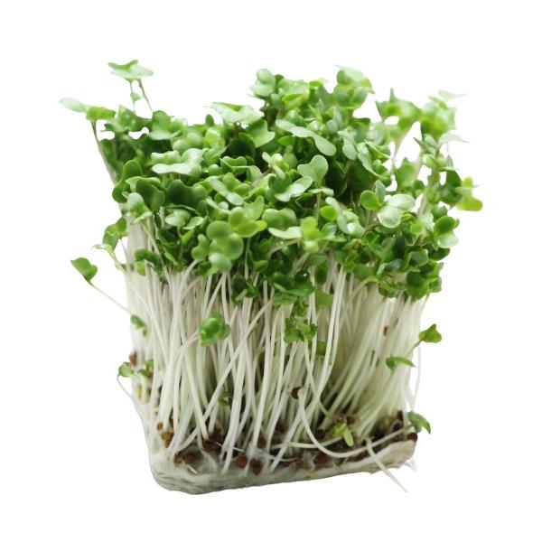 朝・市場に出荷された新鮮な野菜・果物 をその日の夕方に発送致します！（水・日を除く） ブロッコリースプラウトとは、発芽してすぐのブロッコリーの幼い芽のことです。ブロッコリースプラウトは、カイワレ大根のような辛味がないことも人気の理由です。生...