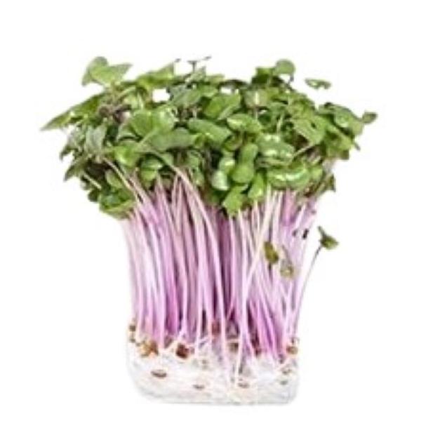 朝・市場に出荷された新鮮な野菜・果物 をその日の夕方に発送致します！（水・日を除く） 赤軸大根のカイワレです。色が特徴的です。その鮮やかな紫色は（自然由来）、サラダやお吸い物等、さまざまな料理に彩りを添えてくれます。※画像は商品と異なる場合...