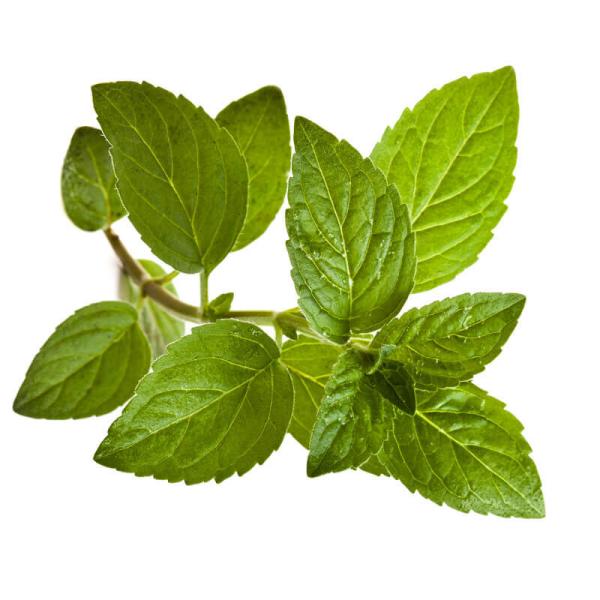 朝・市場に出荷された新鮮な野菜・果物 をその日の夕方に発送致します！（水・日を除く） 　　　スペアミントとペパーミントはメンソール系のハーブに分類されますが、味や香り、効能・効果にも違いがあります。スペアミントに含まれている香りの成分のうち...