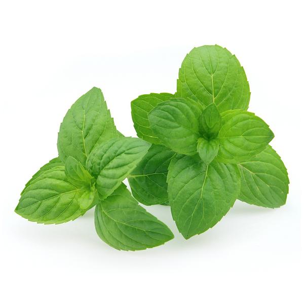 朝・市場に出荷された新鮮な野菜・果物 をその日の夕方に発送致します！（水・日を除く） 　　　スペアミントとペパーミントはメンソール系のハーブに分類されますが、味や香り、効能・効果にも違いがあります。スペアミントに含まれている香りの成分のうち...