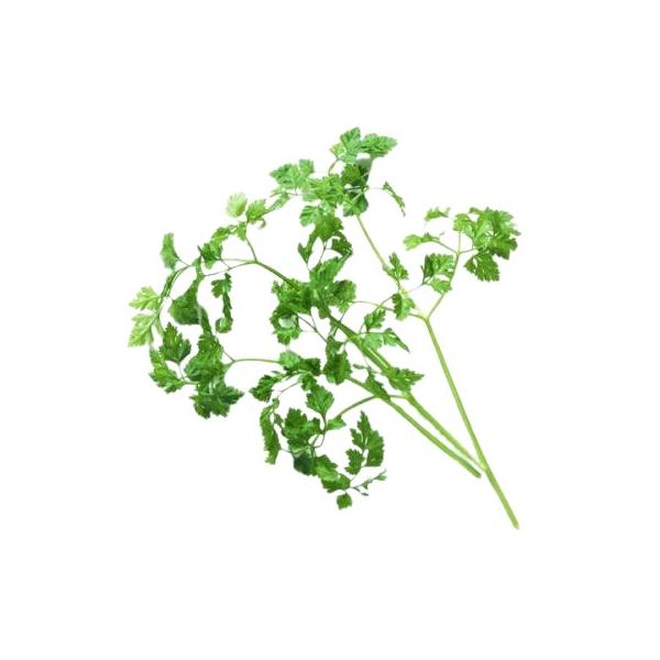 朝・市場に出荷された新鮮な野菜・果物 をその日の夕方に発送致します！（水・日を除く） 　　チャービル(セルフィーユ)は甘くまろやかな香りが特徴のハーブで「美食家のパセリ」と称されています。チャービル(セルフィーユ)を使った代表的なお料理には...