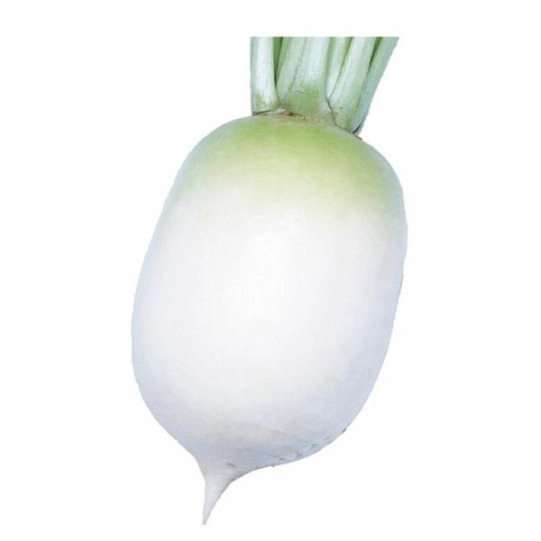 朝・市場に出荷された新鮮な野菜・果物 をその日の夕方に発送致します！（水・日を除く）聖護院大根（しょうごいんだいこん）は、ダイコンの一品種です。やわらかくてきめ細かく、煮崩れしにくいのが特徴。甘味があり、煮物にするとなめらかな口当たりになり...