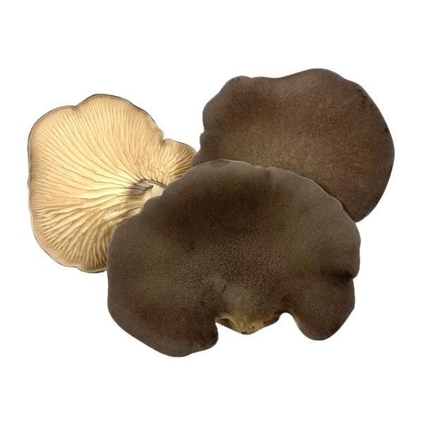 朝・市場に出荷された新鮮な野菜・果物 をその日の夕方に発送致します！（水・日を除く）「あわび茸」は、食感が貝のアワビに似ていることから名付けられたきのこです。コリコリとした食感が魅力で、和洋中のどんな料理にもよくあいます。天ぷらやバター炒め...