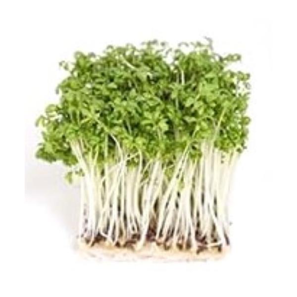 朝・市場に出荷された新鮮な野菜・果物 をその日の夕方に発送致します！（水・日を除く） クレススプラウトはガーデンクレス（コショウソウ）というクレソンの仲間の新芽です。茎は白色で葉は黄緑色。わさびに似た辛味が持ち味です。肉料理や魚料理の付け合...