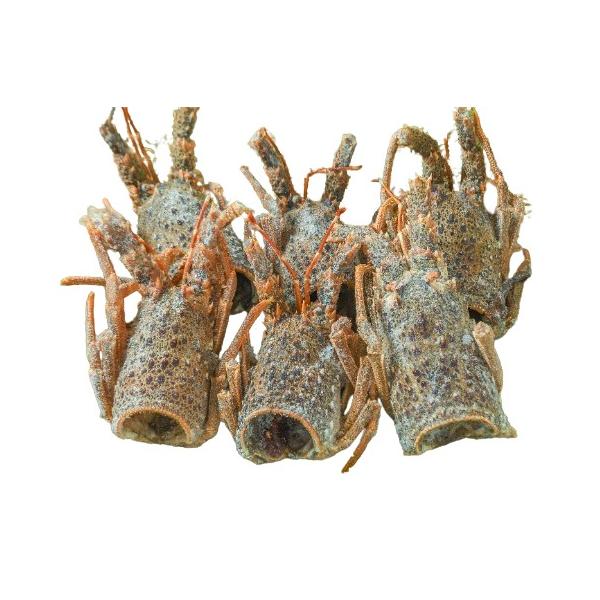 原料が少なく、入荷量が限られております。味噌が多く濃厚な天然伊勢海老生冷ヘッドから取った出汁は、上品で濃厚。そして旨味と香り高いスープは各種料理にご利用できます。フレンチ・イタリアンはもちろんのこと、和食や中華に、具材の入れ物としてもご利用...