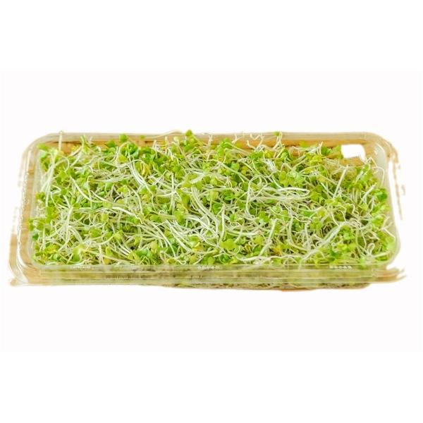 ブロッコリーの出芽後3日目のスプラウト。出芽後10日目であるブロッコリースプラウトよりもさらに若い。アルファルファのように細いスプラウトなので繊細な印象を与えます。緑色もアクセントになり、飾りにオススメ。　