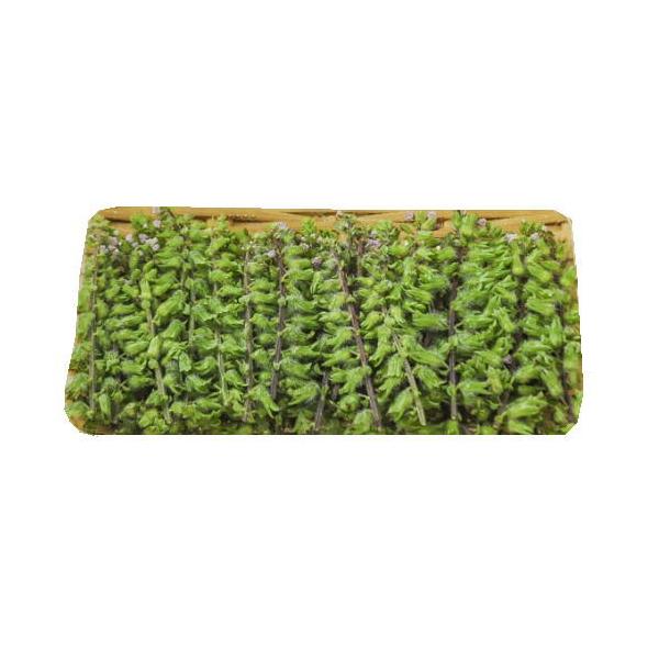 未熟な実をつけたシソの花穂。刺身に添えたり、しごいて醤油の香り付けに。塩漬けにしてご飯のお供の一品にするのも美味しい召し上がり方です。　