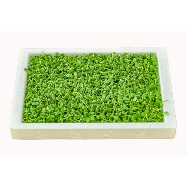 こちらは青蓼です。口に入れるとピリッとした辛味があるのが特徴です。刺身のつまや薬味にどうぞ。　