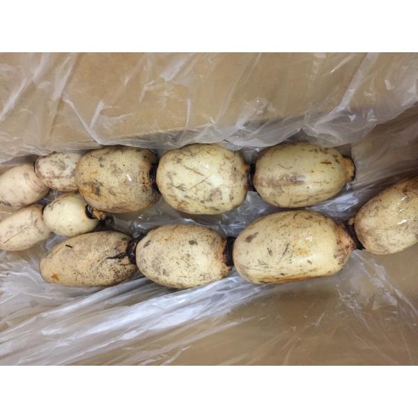 生産者：有坂農場（千葉県成田市）防除：殺虫剤1回・化肥0回露地栽培の新蓮根の登場です。有坂農園のある千葉県成田市では、その環境を作るところから、おいしさの秘訣がつまっています。1500万年前の地層から出土される、天然ミネラルたっぷりの“貝化...