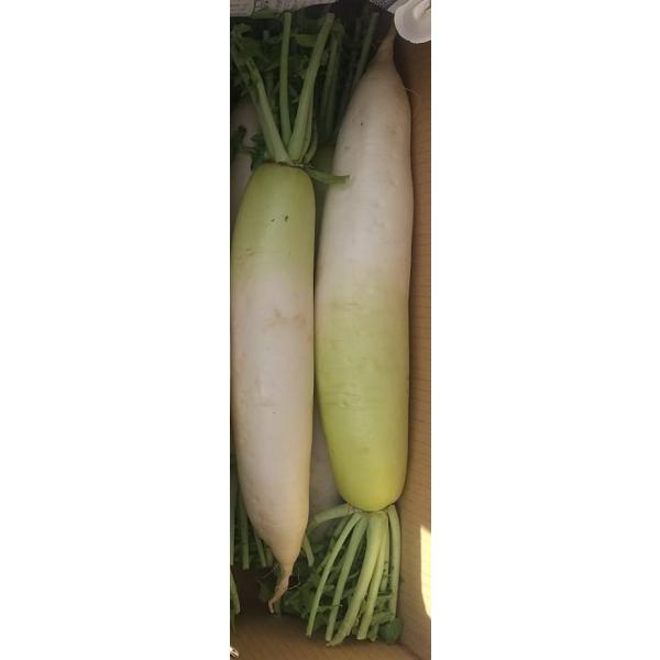 生産者：タテノファーム（山梨県北杜市）防除：農薬0回・化肥0回（栽培は有機JAS認証ですが、箱から出して分けるため有機表示ができません。）葉切り洗い大根です。　