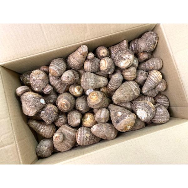 生産者：タテノファーム（山梨県北杜市）有機JAS認証（有機許容農薬不使用）品種：土垂　