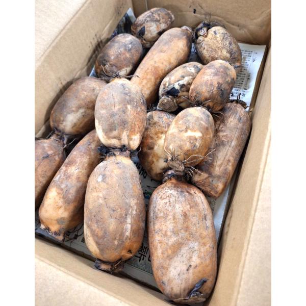 生産者：水の子（熊本県八代郡氷川町）防除：農薬0回・化肥0回品種は「福穂」　早生系の蓮根です。